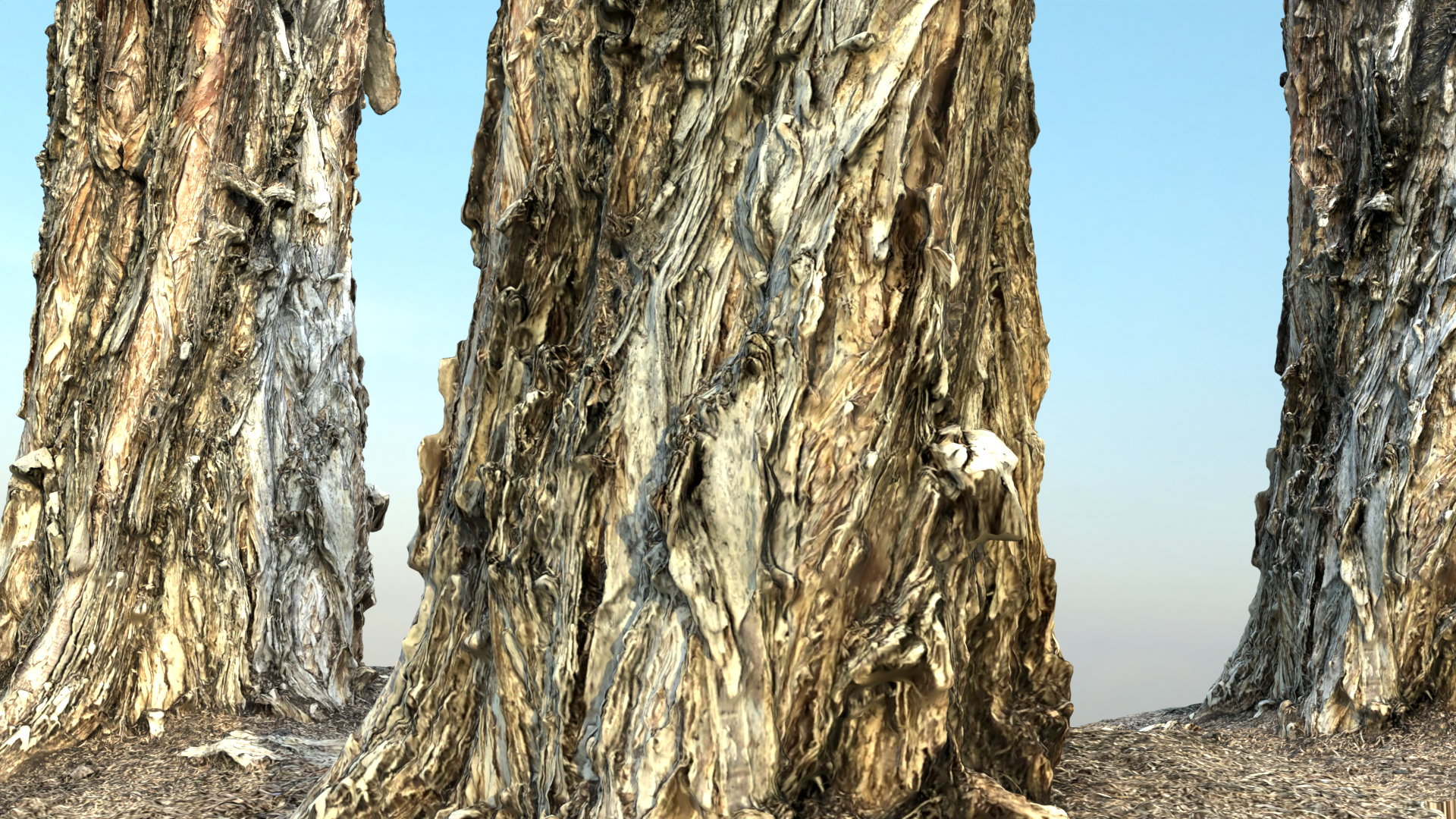Paper Bark Tree (Melaleuca) preview image 1